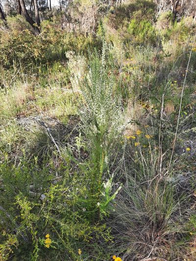 Olearia tubuliflora, photographed by spacegecko