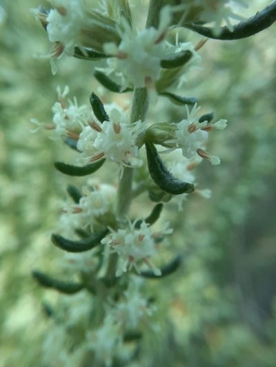 Olearia tubuliflora, photographed by spacegecko