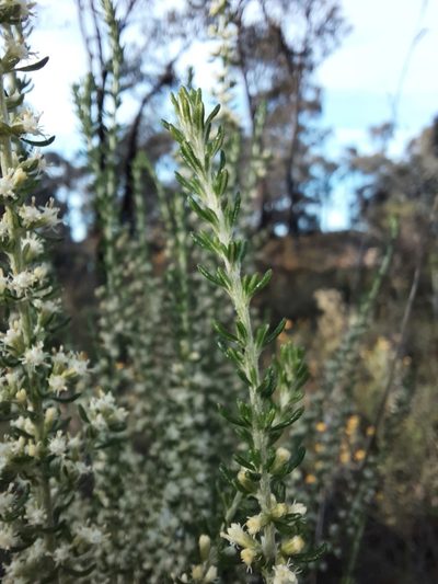 Olearia tubuliflora, photographed by spacegecko