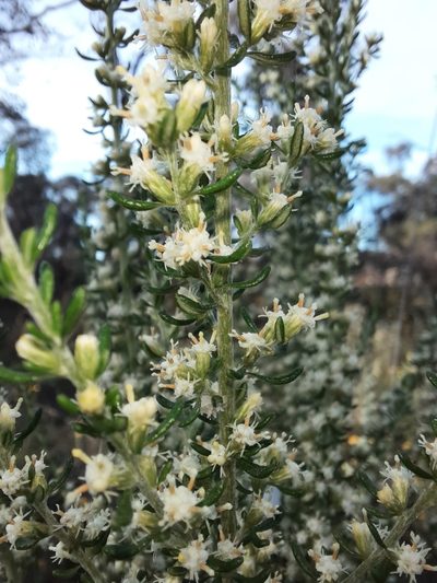 Olearia tubuliflora, photographed by spacegecko