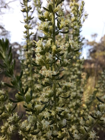Olearia tubuliflora, photographed by spacegecko