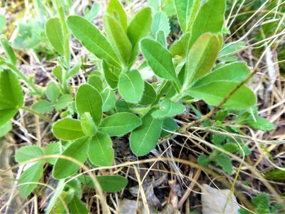 Euphorbia epithymoides, photographed by Michael Andresek