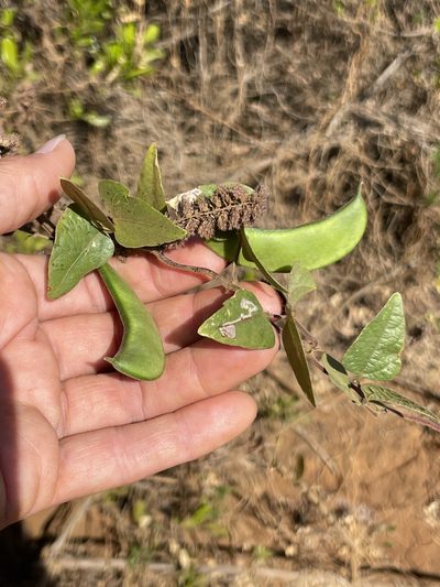 Phaseolus lunatus, photographed by Sula Vanderplank