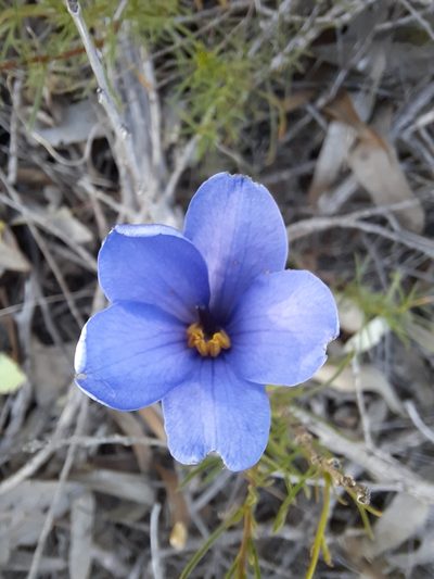 Cheiranthera linearis, photographed by spacegecko