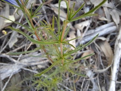 Cheiranthera linearis, photographed by spacegecko