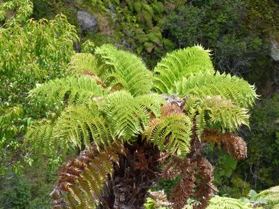 Dicksonia externa, photographed by Patricio Novoa