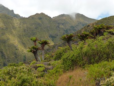 Dicksonia externa, photographed by Patricio Novoa