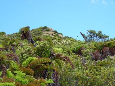 Dicksonia externa, photographed by Patricio Novoa