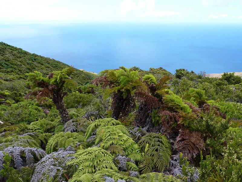 Dicksonia externa, photographed by Patricio Novoa