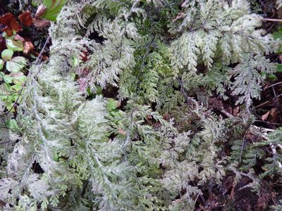 Hymenophyllum plicatum, photographed by Patricio Novoa