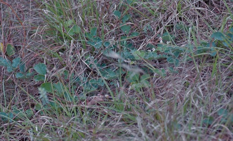 Kennedia prostrata, photographed by Rod Lowther