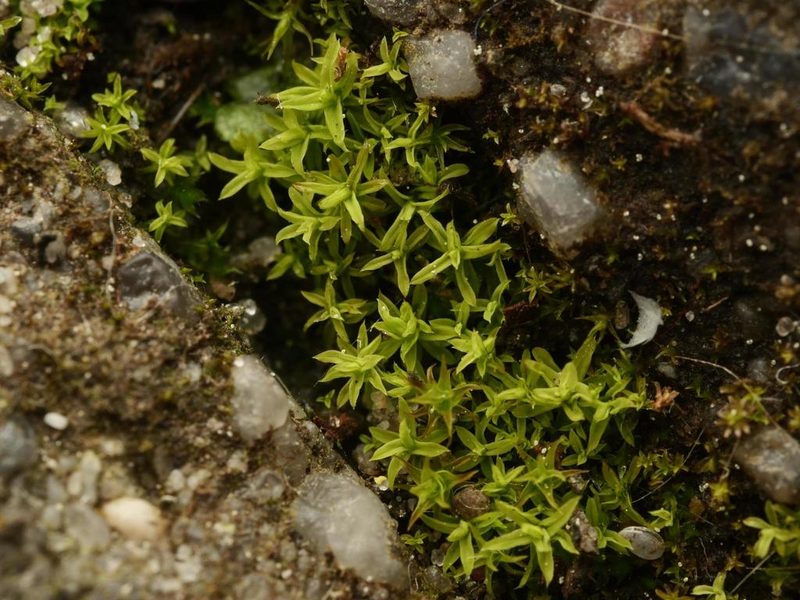 Barbula unguiculata, photographed by Alexis Tinker-Tsavalas