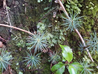 Dawsonia superba, photographed by Emily Roberts