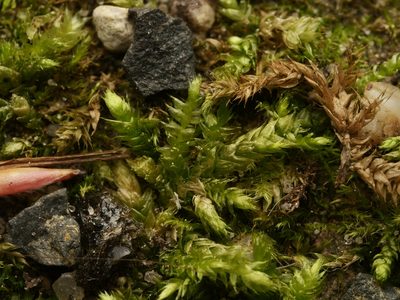 Brachythecium rutabulum, photographed by Alexis Tinker-Tsavalas