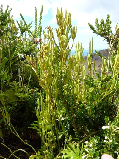 Austrolycopodium magellanicum, photographed by Patricio Novoa