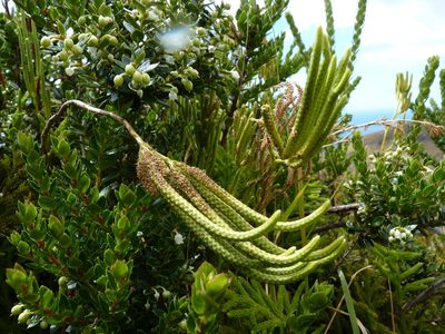 Austrolycopodium magellanicum, photographed by Patricio Novoa