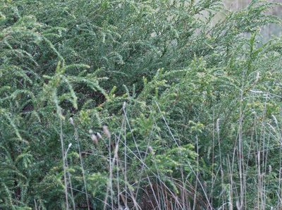 Acacia paradoxa, photographed by Rod Lowther