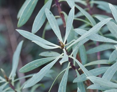 Myoporum insulare, photographed by Rod Lowther