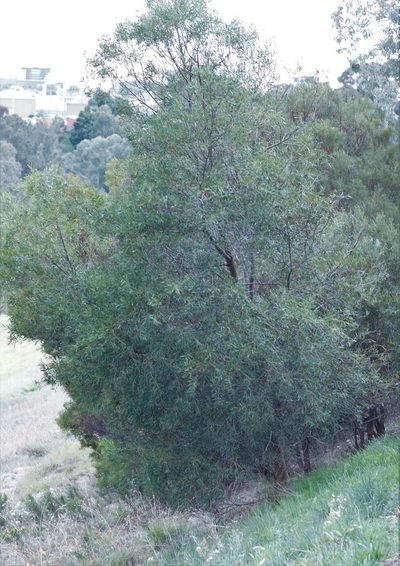 Acacia uncifolia, photographed by Rod Lowther
