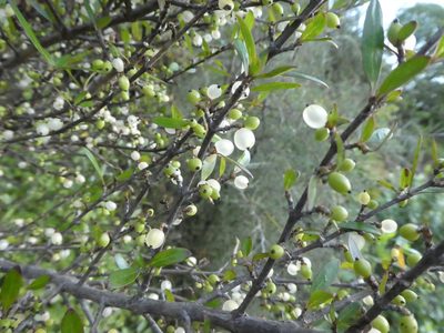 Coprosma propinqua, photographed by Claas Damken