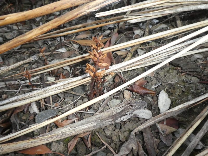 Orobanche minor, photographed by Claas Damken