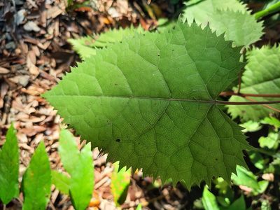 Aristotelia serrata, photographed by Emily Roberts