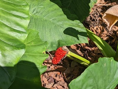Alocasia odora, photographed by Chen Jia Hong
