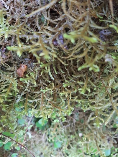 Dendromastigophora flagellifera, photographed by Emily Roberts