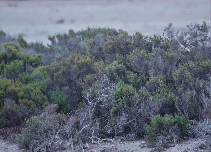 Tecticornia arbuscula, photographed by Rod Lowther