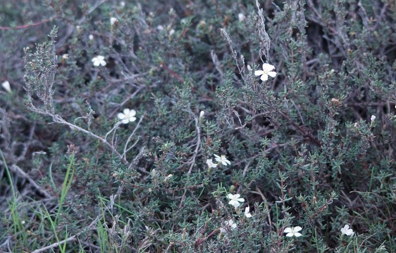 Frankenia pauciflora, photographed by Rod Lowther