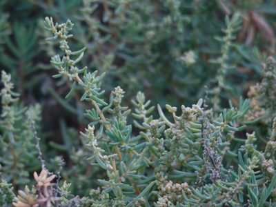 Suaeda australis, photographed by Rod Lowther