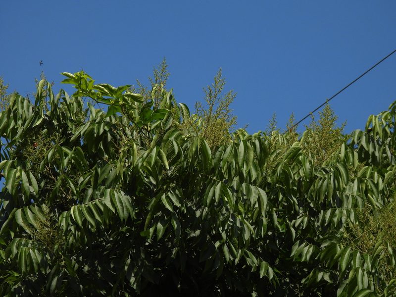 Sapindus mukorossi, photographed by Chen Jia Hong