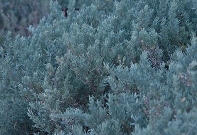 Atriplex cinerea