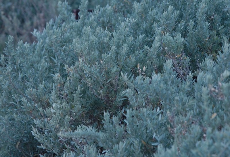 Atriplex cinerea, photographed by Rod Lowther
