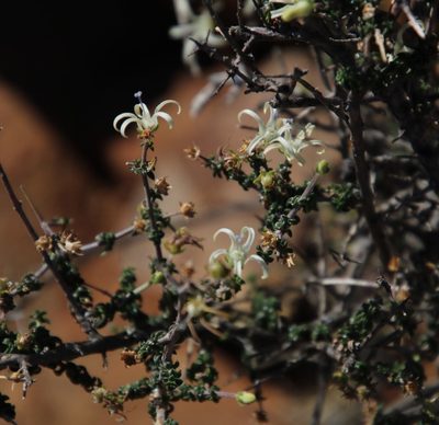 Wahlenbergia nodosa, photographed by Tony Rebelo