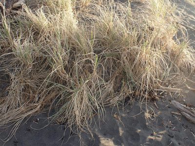 Spinifex sericeus, photographed by Kelvin Perrie