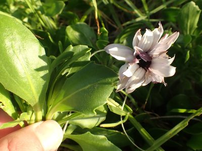 Dimorphotheca fruticosa, photographed by Kelvin Perrie