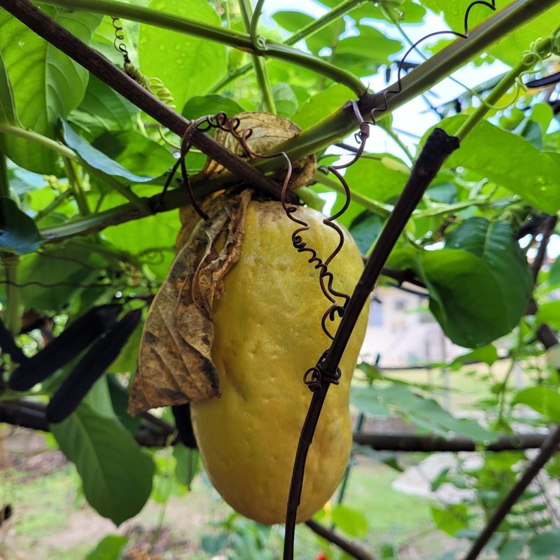 Passiflora quadrangularis, photographed by Maria Janeiro