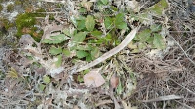 Potentilla norvegica, photographed by Tatiana Strus