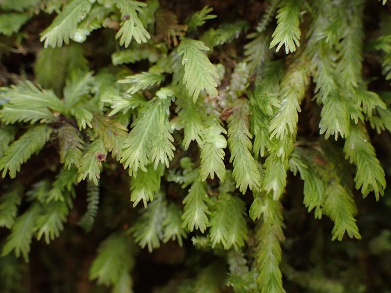Fissidens asplenioides, photographed by Leon Perrie