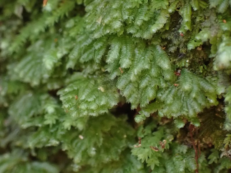 Catharomnion ciliatum, photographed by Leon Perrie