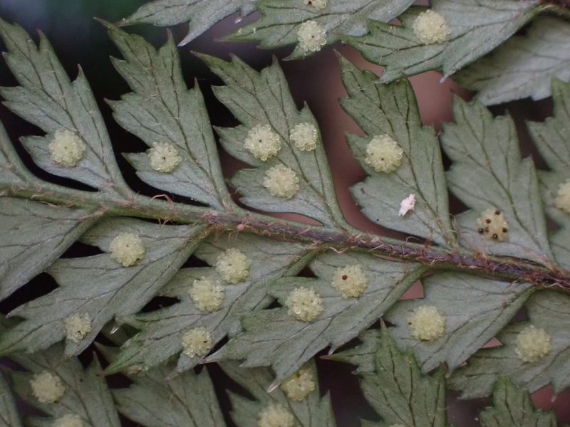 Polystichum silvaticum, photographed by Leon Perrie