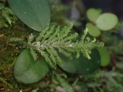 Lopidium concinnum, photographed by Leon Perrie