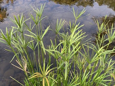 Cyperus vaginatus, photographed by Dave Richardson