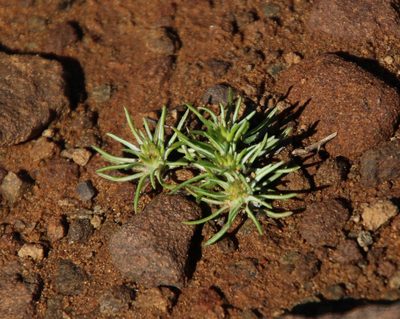 Ifloga glomerata, photographed by Tony Rebelo