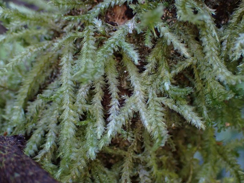 Alleniella hymenodonta, photographed by Leon Perrie