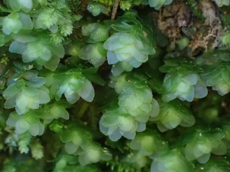 Achrophyllum dentatum, photographed by Leon Perrie