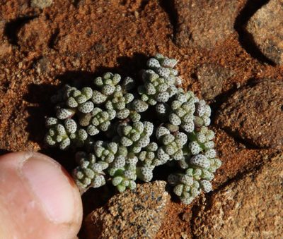 Crassula corallina, photographed by Tony Rebelo