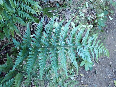 Asplenium gracillimum, photographed by Leon Perrie