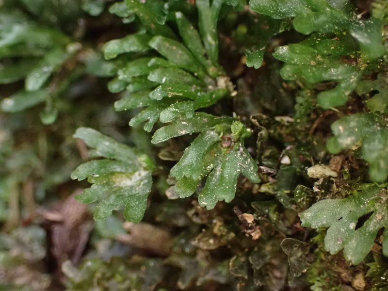 Symphyogyna hymenophyllum, photographed by Leon Perrie